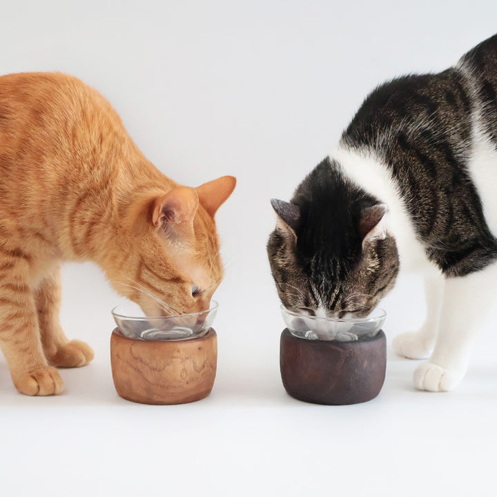 おやつのうつわや子猫ちゃんのごはんのうつわに