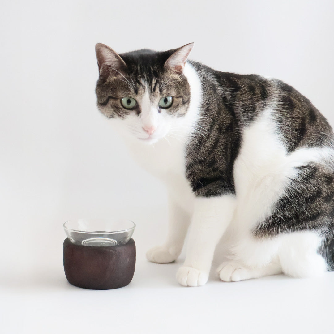 ミニ金沢桐鉢とガラスボウル – iamacatjp